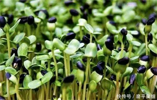 想长寿全靠吃，3种食物离不开，补充营养，提高免疫力