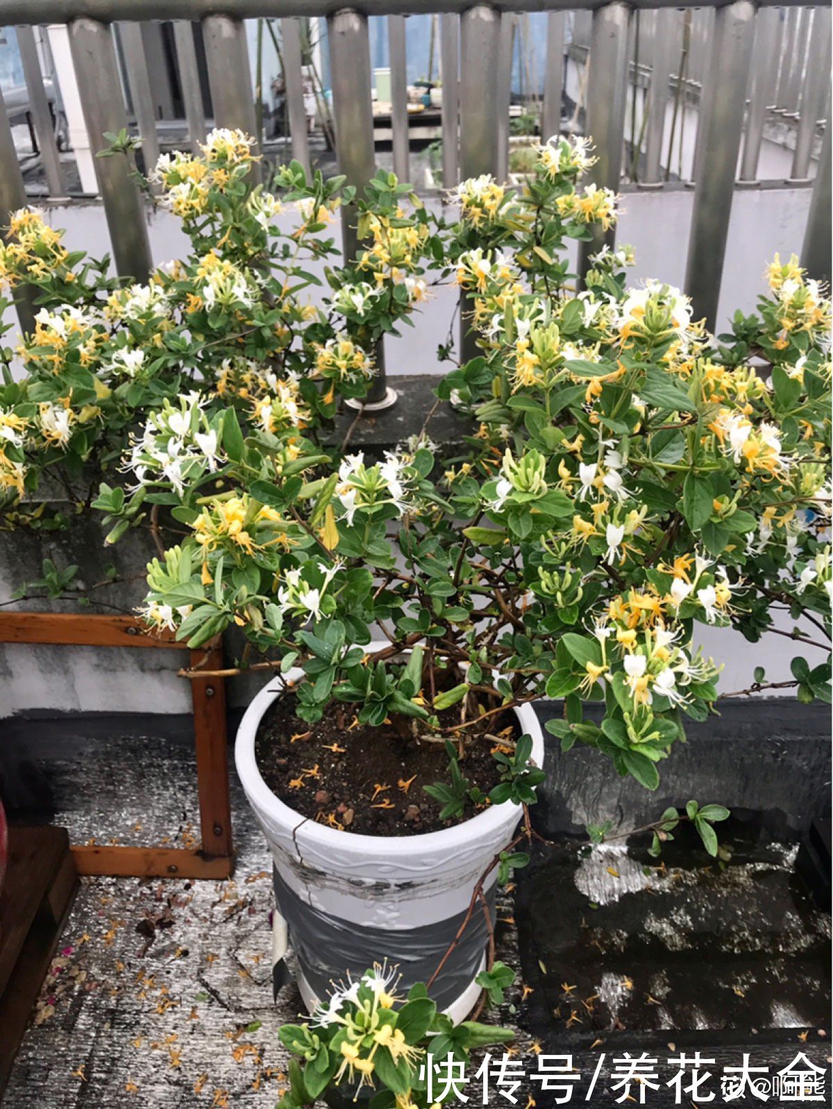 金银花|老中医爱养的4种花,堪称植物“百宝箱”,养人养身心