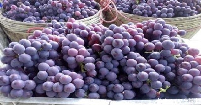 告诉大家|葡萄营养健康,然而很多人都吃错了,此点需谨记