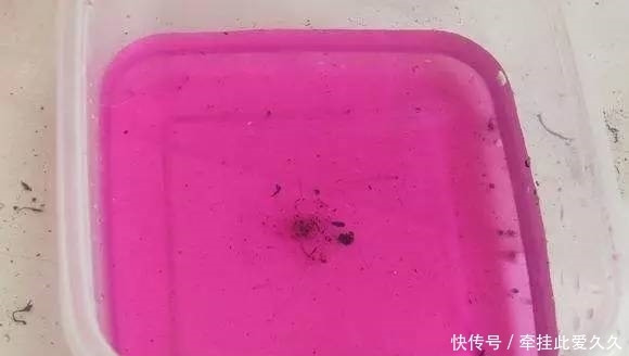 根全烂了别扔,这样做,分分钟把花救活!