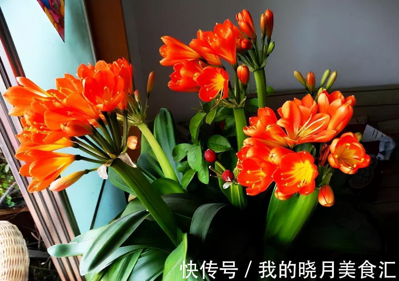 天冷后，需要“穷养”的六种花，水多易烂根，多晒爱生长