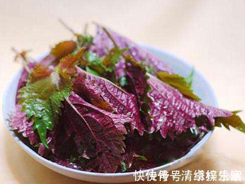 中医|乡下田间地头常见的“紫苏”,8大功效,教你全部吃出来!