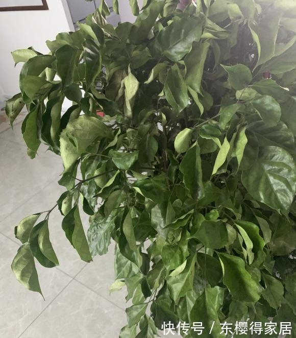 养花通用大法,“干养根,湿养叶”,能满足这1点,不愁养不好