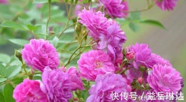 栀子花|4种花不怕冷不怕热，好养又漂亮，养家里，1盆顶5盆