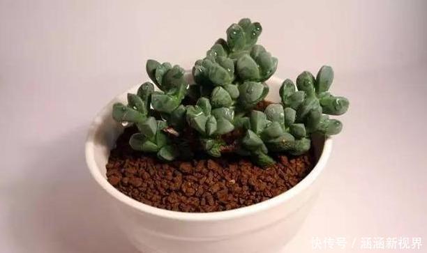 养花|养花浇水是个难题远离''4种水质''，花根不易腐烂化水