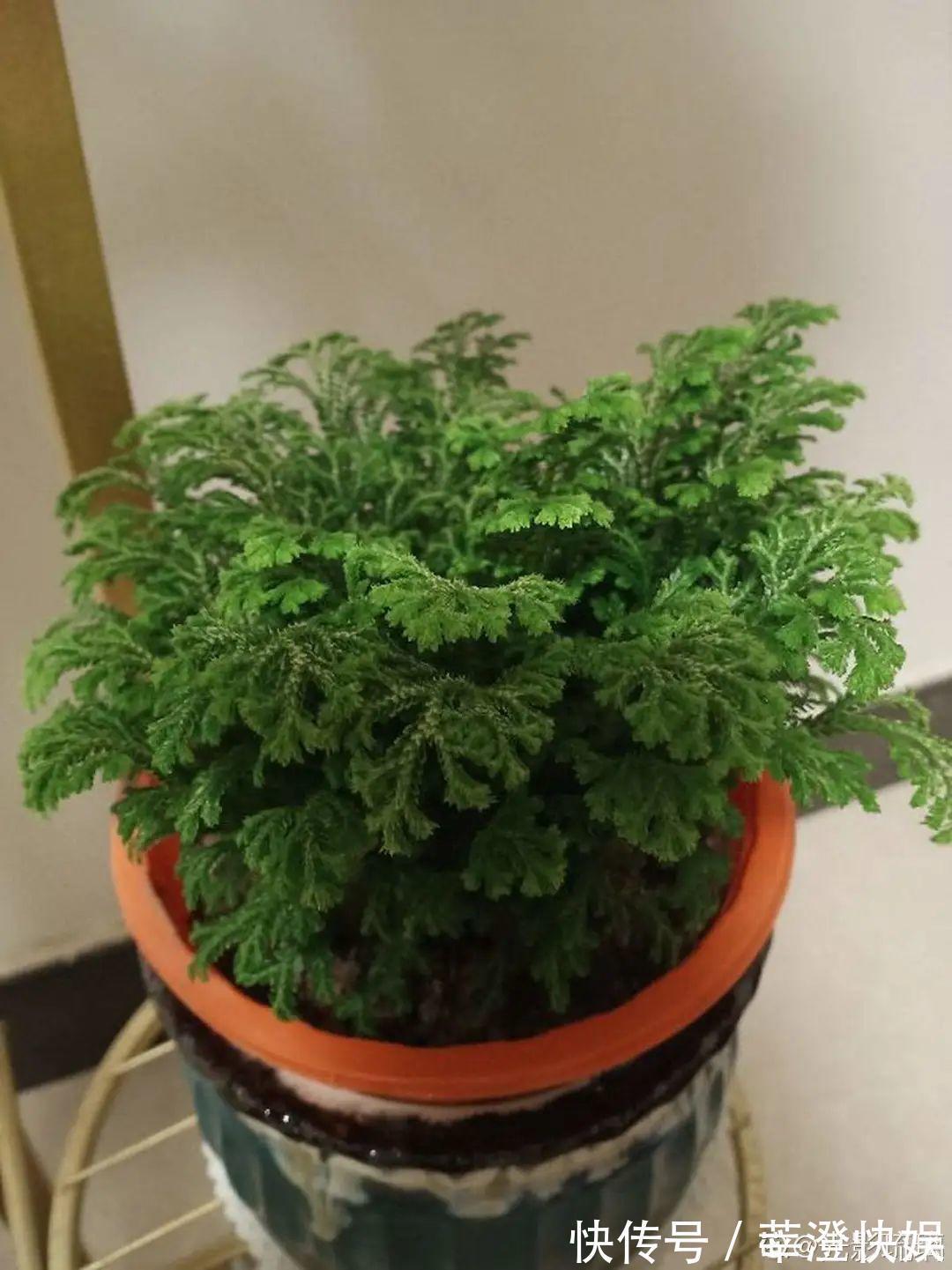 “折腾不死”的10种花,咋养都爆盆,懒人最适合!