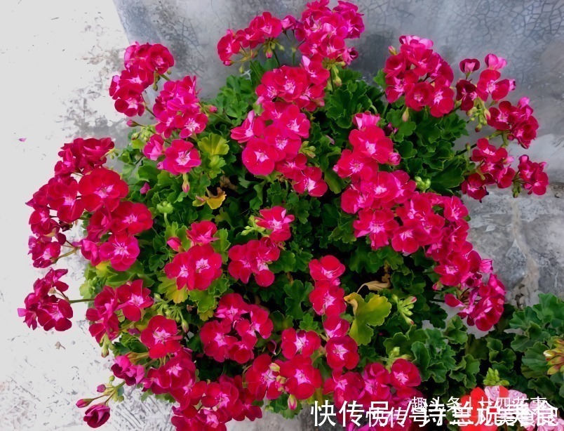 大花球|6种花,长高就“变丑”,株型低矮才“漂亮”,要舍得剪!