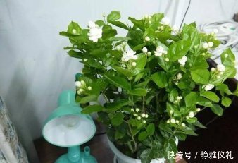 别再花钱买茉莉花了,掐根枝扔塑料瓶里,很快就能繁殖出一大盆