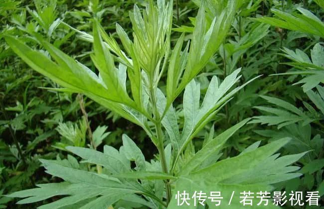 脾脏|身体虚不虚?看嘴就知道!3个保健穴,让你脾胃不再虚!