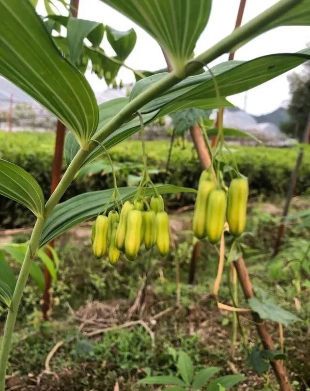 尾骨|【健康】这味中药厉害了，五脏皆可补