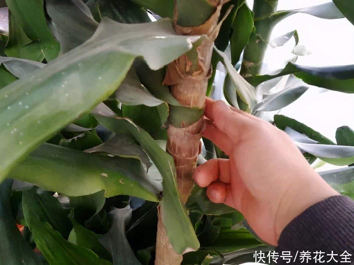  恩州养花者|门口种了富贵竹，长到3米高，路过的都站着看