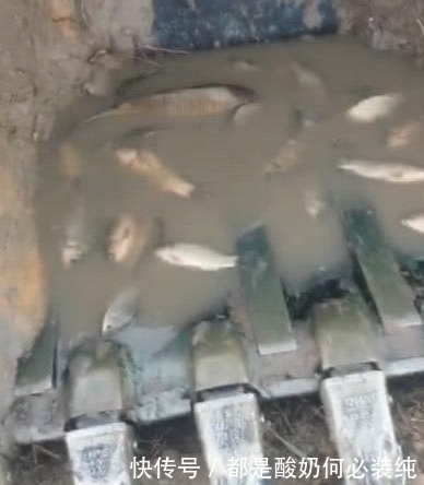 挖掘机|山上发现近二十米深坑,里面有鱼 ,挖掘机出动一挖一窝