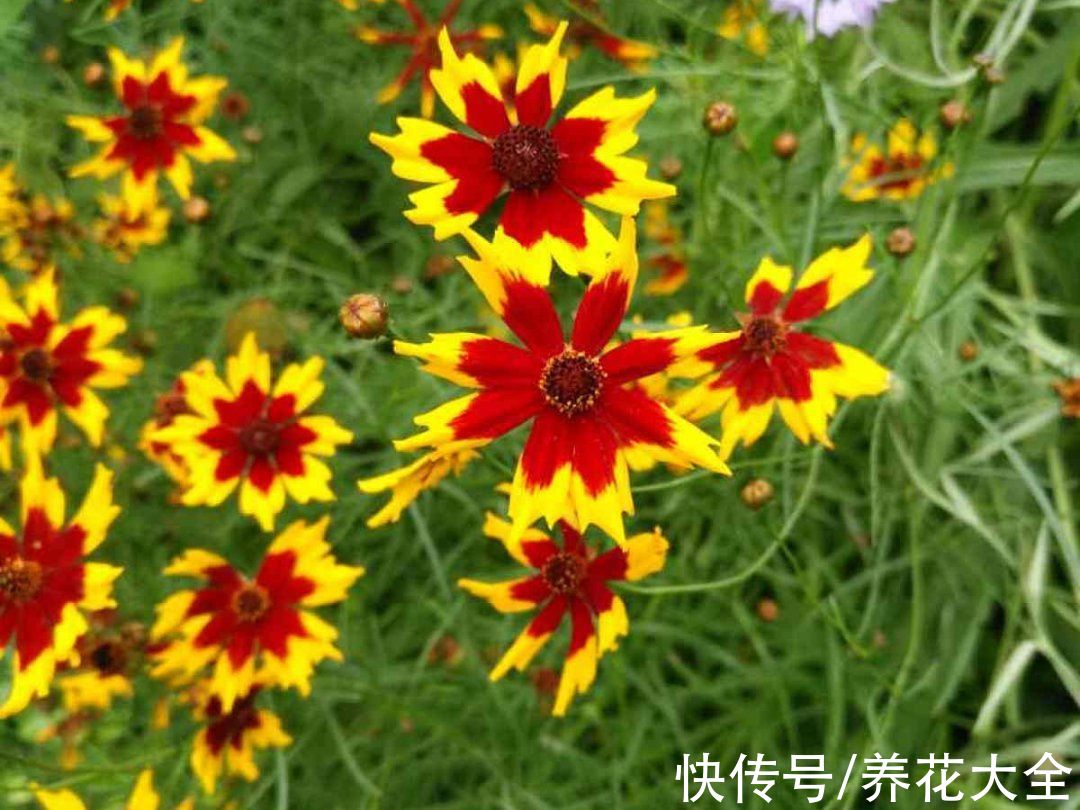 50种花春天播种,长满小院子,能开一整年