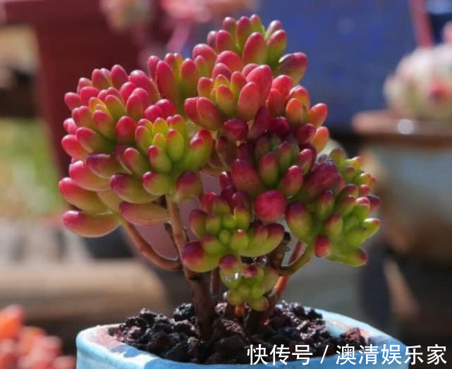 泥炭土|夏天养多肉，做好“关键4点”，安全度夏，越养越肥，越养越壮！