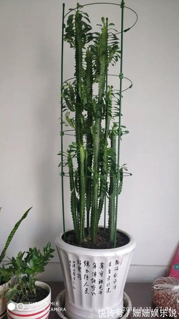 3种“丑花”,长得不怎么样,却能旺运镇宅,关键还好养