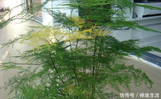 文竹长太高怎么办教你养出矮、壮、密的株型，放在书桌萌萌哒！