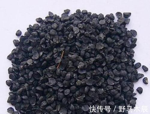 泡水|天然“养肾王”找到,坚持泡水喝,有助于补充阳气,肾脏更健康