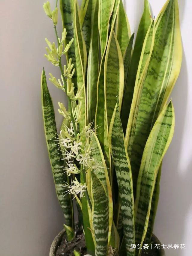 老妈浇2个水,虎皮兰蹭蹭窜到2米高,侧芽爆不停,开花多又香