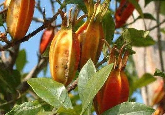 降血压|会养生的女人都喜欢吃的野果,保肝护胆,排毒降血压,还可以美肤