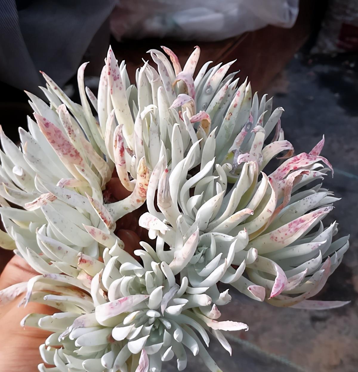 盆栽|多肉植物白菊了解一下,养护要点要知道,出状态