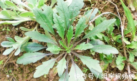 野菜|5种野菜，城里人当杂草，却不知这种野菜被誉为”天然钙片“