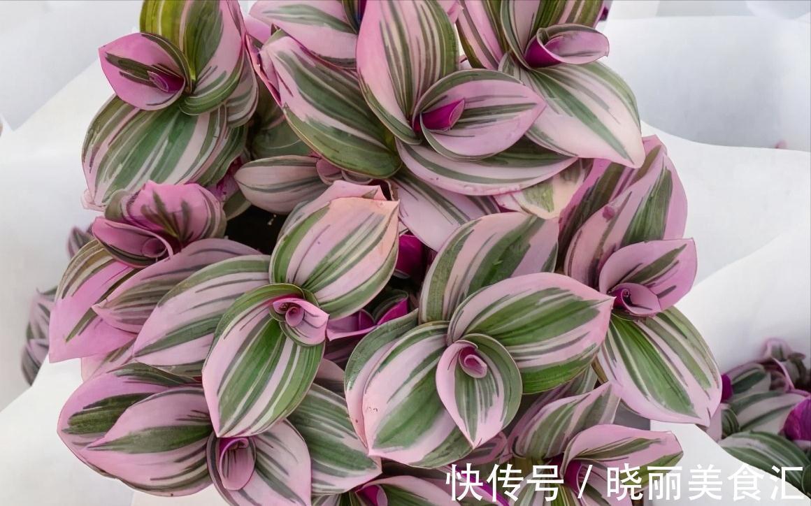 5种“彩色吊兰”,比绿萝更好看,关键是比绿萝好养的多