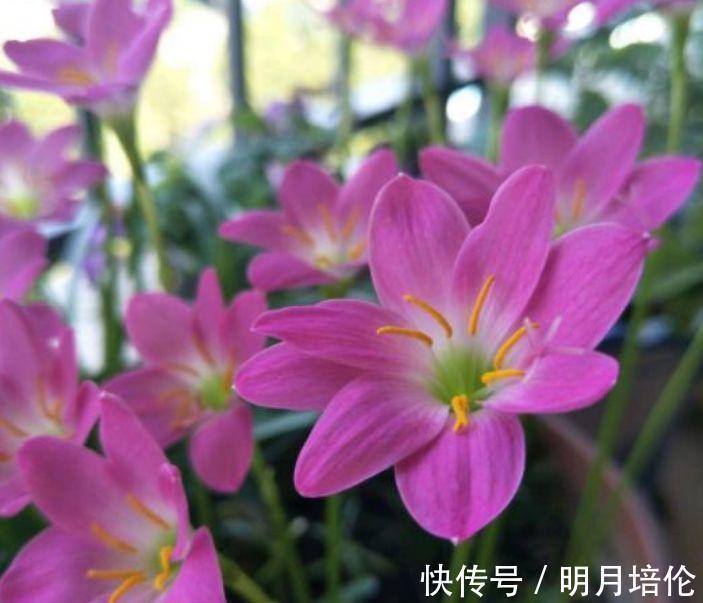 客厅|3种花被称为开花劳模,365天开花不断,花团锦簇,养在客厅美极了