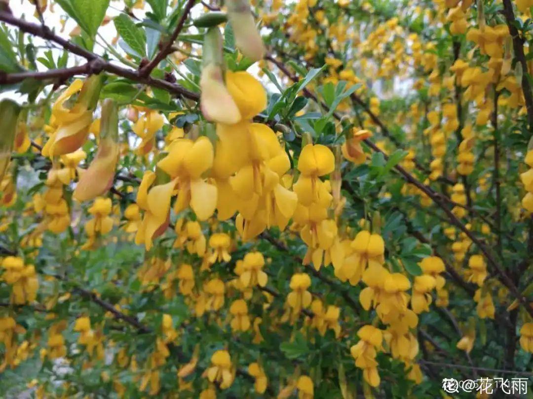 香飘飘的花,吃一口满嘴花香,再不吃就没了