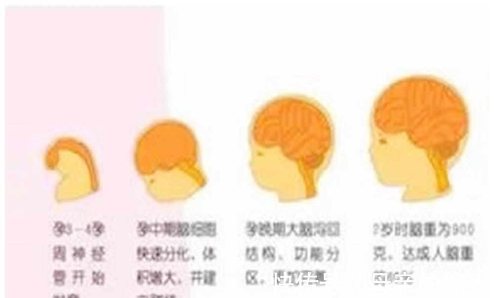 突触|“3岁看大”不是说说而已,3岁之前多接受以下刺激,促进大脑发