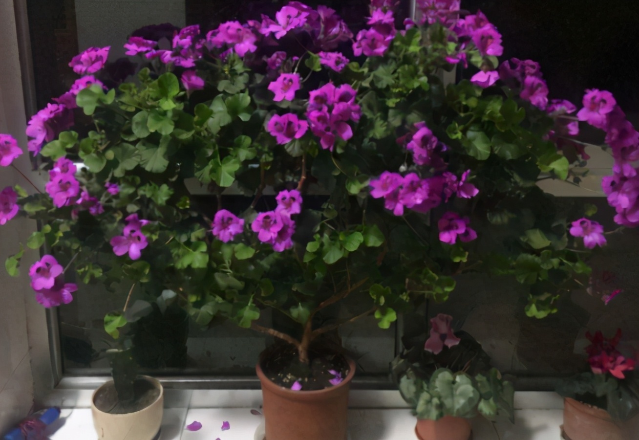 花友们|花土问题无小事,牢记3点,养花土不轻易结块,花根长得更壮实