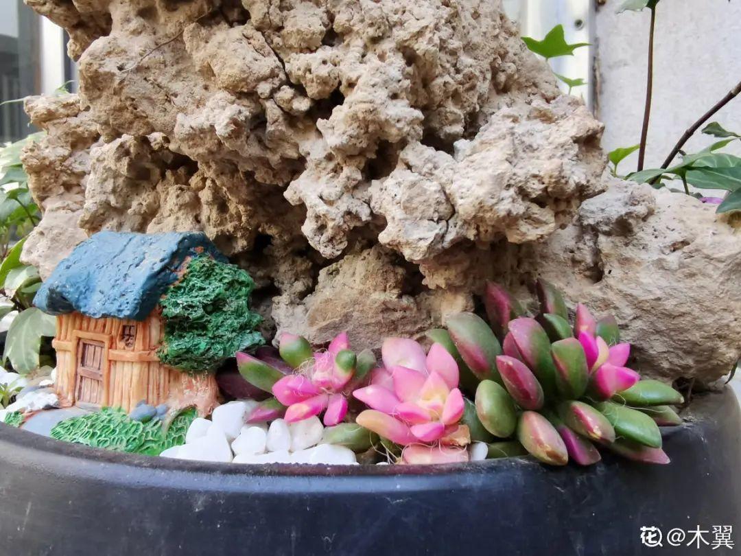 浇水|10种花要控水,天热反而不能浇,一浇水就死