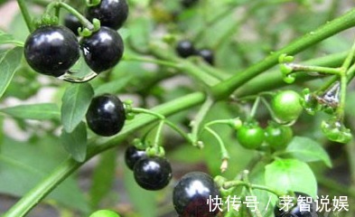 发育不良|路边黑黑甜甜的小果实,竟有如此效果,真是不敢相信,建议收藏!