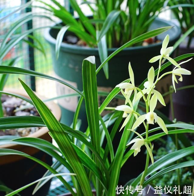 养兰花，浇水牢记3句话，兰花10年不烂根，越长越壮