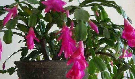 最受欢迎的4种年宵花,株型美观,花色艳丽,你家里有吗