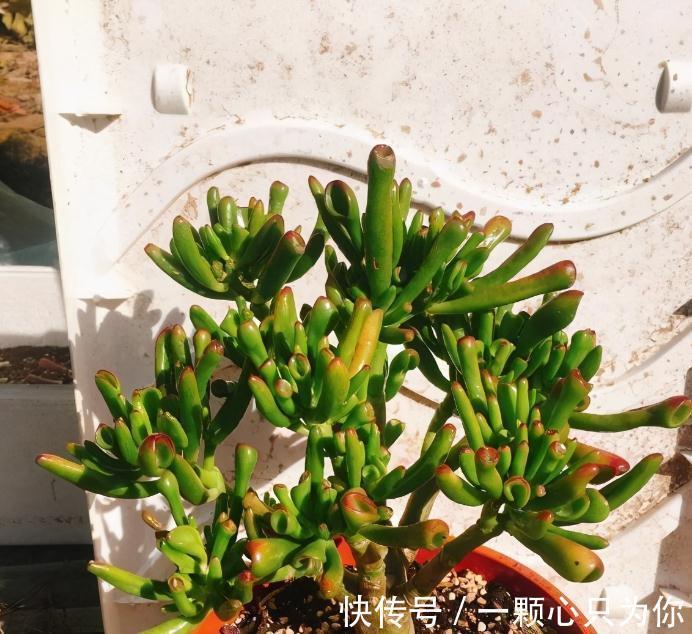 吸财树|养多肉植物吸财树的注意事项