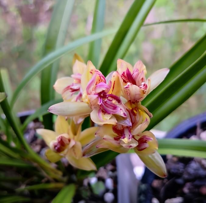  花型|四季兰香花之王“富山奇蝶”，花型饱满，花中有花，观赏价值颇高