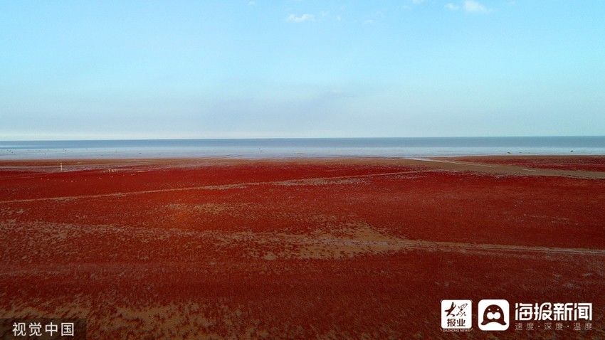 红地毯|东营：翅碱蓬给滩涂铺上“红地毯”