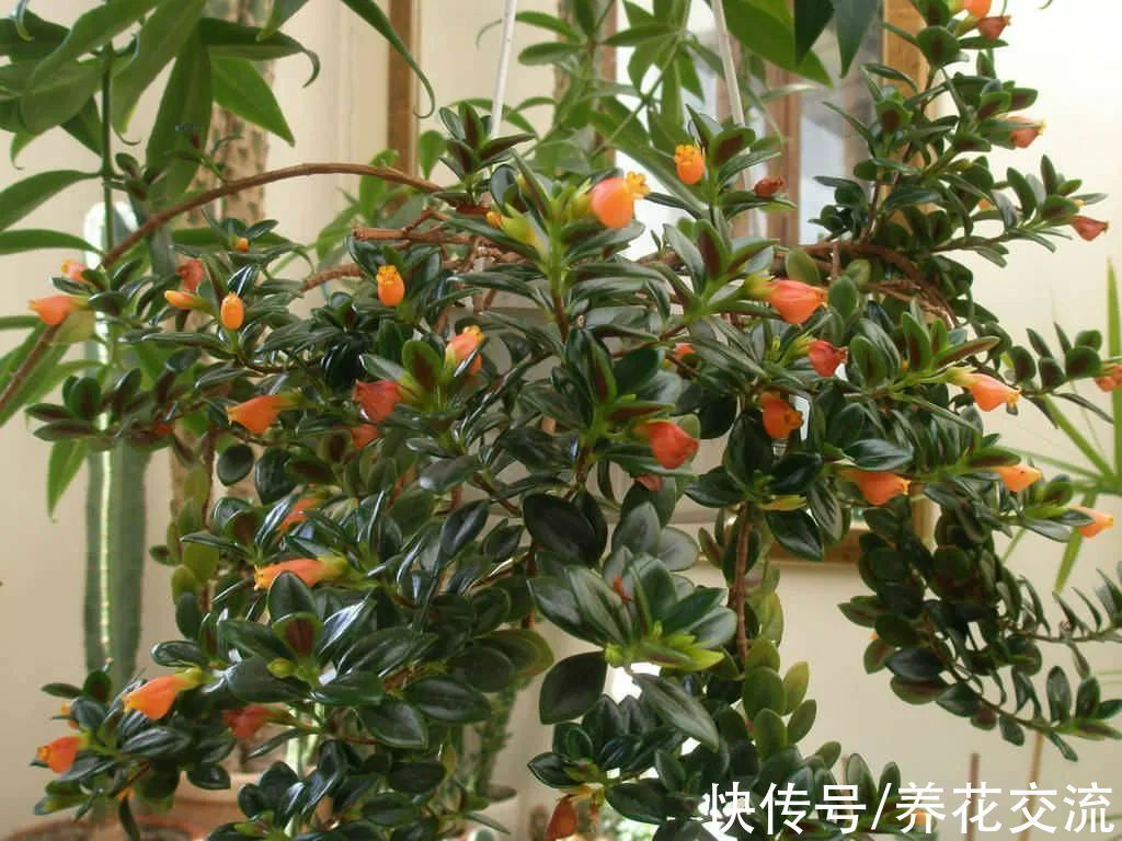 室内|15种可以在窗台上开花灿烂的室内盆栽,有散射光就能正常开花