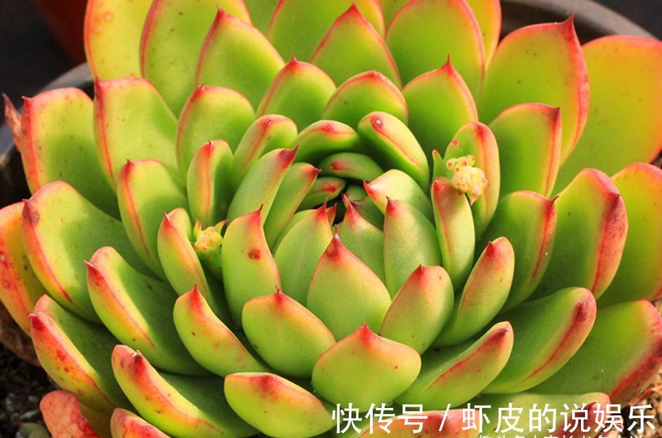 多肉|跟圣诞有关的多肉,圣诞东云——特点鲜明绿叶红边,既好养又好看