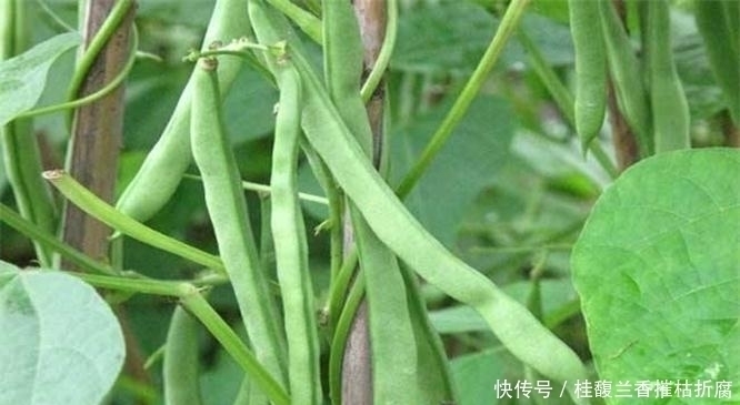 减肥瘦身|女生不想变大妈，多吃三种食物，减肥瘦身、补血养颜，好吃又不贵