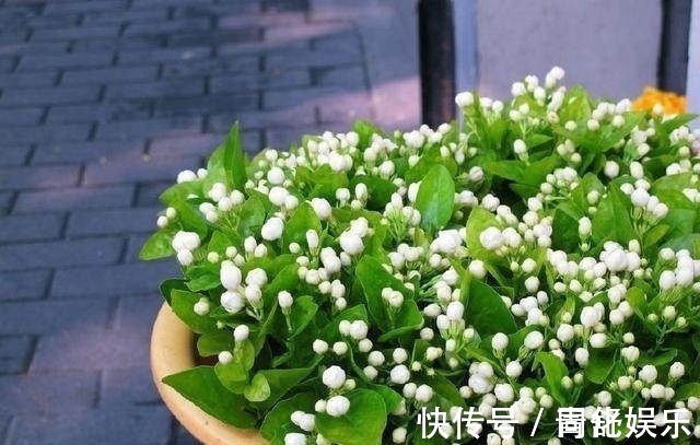 大爷|大爷一盆茉莉养30多年,他只做了这个小动作,年年开花3次