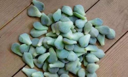 多肉植物|想扦插多肉,注意这三个小细节,催出冒芽,成功率提高一倍