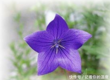 荠菜|几种农村常见的食疗野菜,好吃健康,还有降血糖,清热解毒的功效