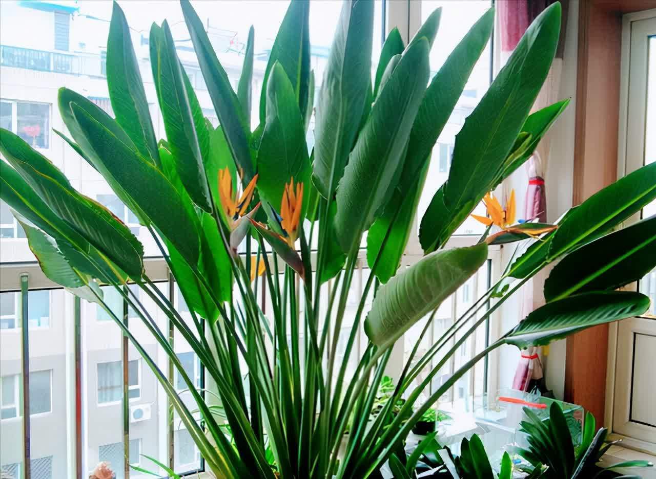 20种吉利大盆栽，客厅放一盆，吸收废气去异味，寓意好更养人