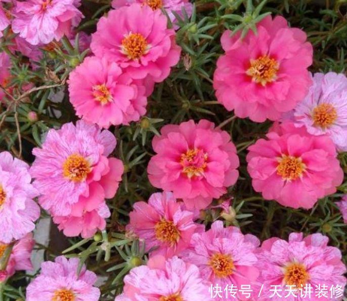 最适合新手养的4种花,家里养一盆,开花漂亮花期长,谁养谁喜欢