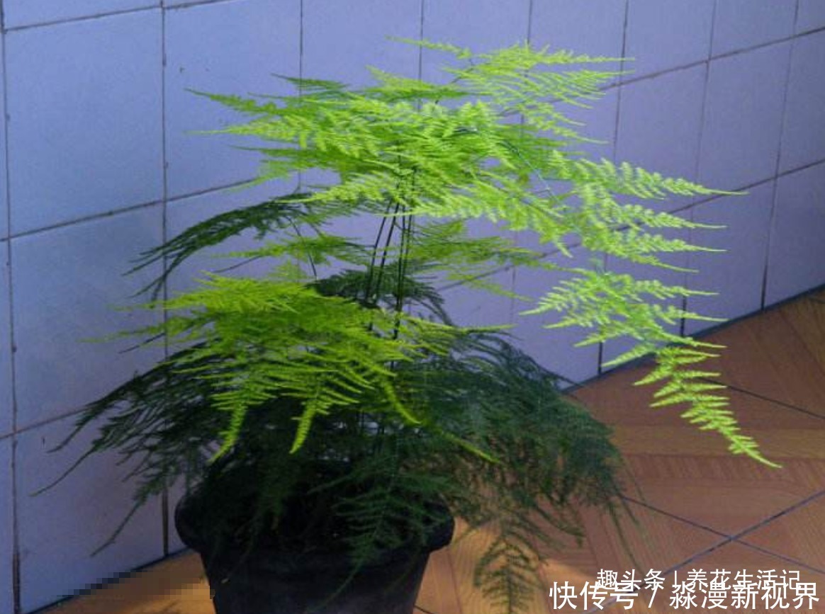 绿油油|文竹枝叶枯黄,改善“3个”关键处,新芽萌发绿油油!