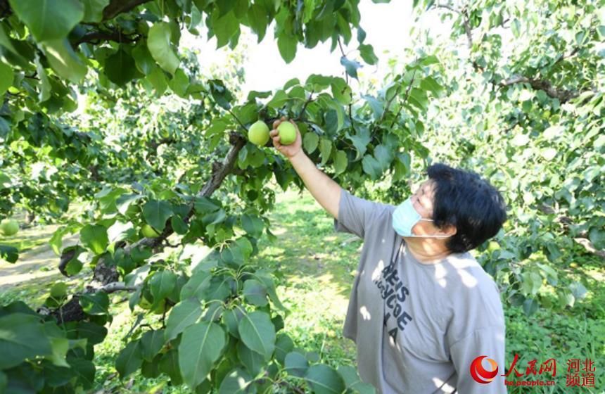 乡村|河北永清：乡村旅游助力乡村振兴