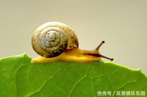 养花技巧:醋、橘子皮、小苏打用来养花,好处多!