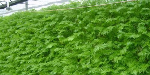 大白菜|女性不想老,不妨多吃以下食物,皮肤紧致,延缓衰老,早知早好