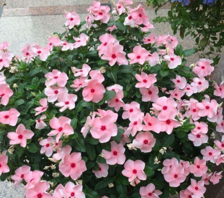 4种花“喜欢”晒太阳,越晒长得越旺,开花越多,1个月就爆盆